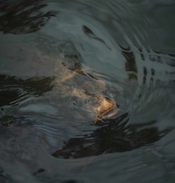 Freie Wähler Röttenbach e.V. - Land- und Forstwirtschaft Ein unscharfes Tier (Karpfen), das teilweise unter Wasser schwimmt, mit sanften Wasserwellen umgeben.